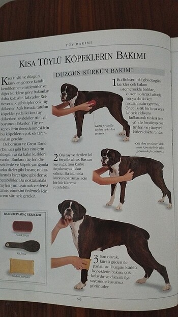 Köpek Bakımı - Görsel 3