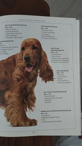 Köpek Bakımı - Görsel 4