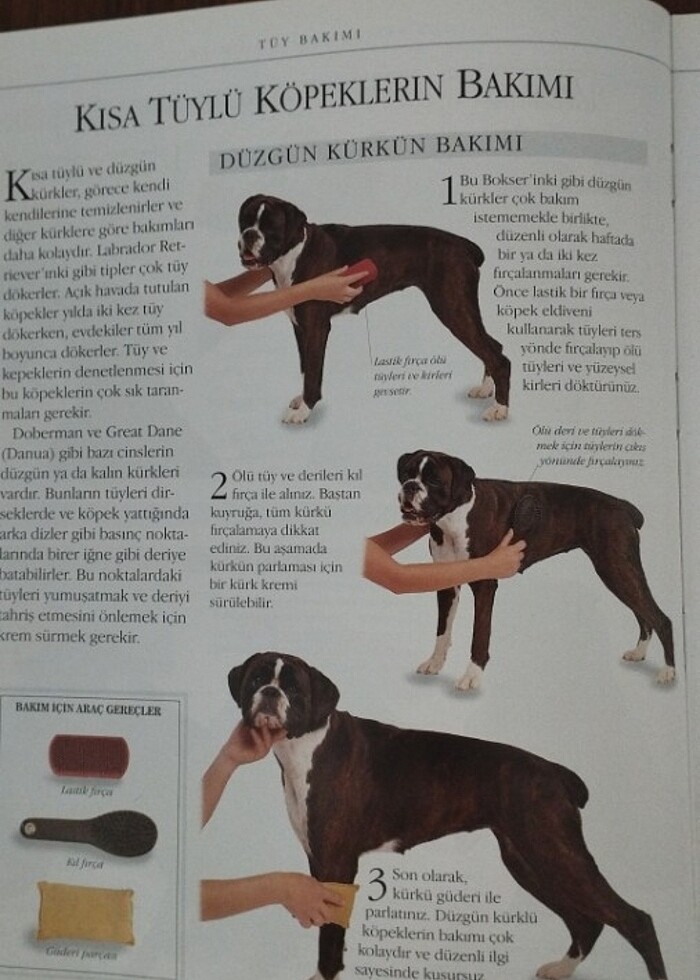 Köpek Bakımı - Görsel 3