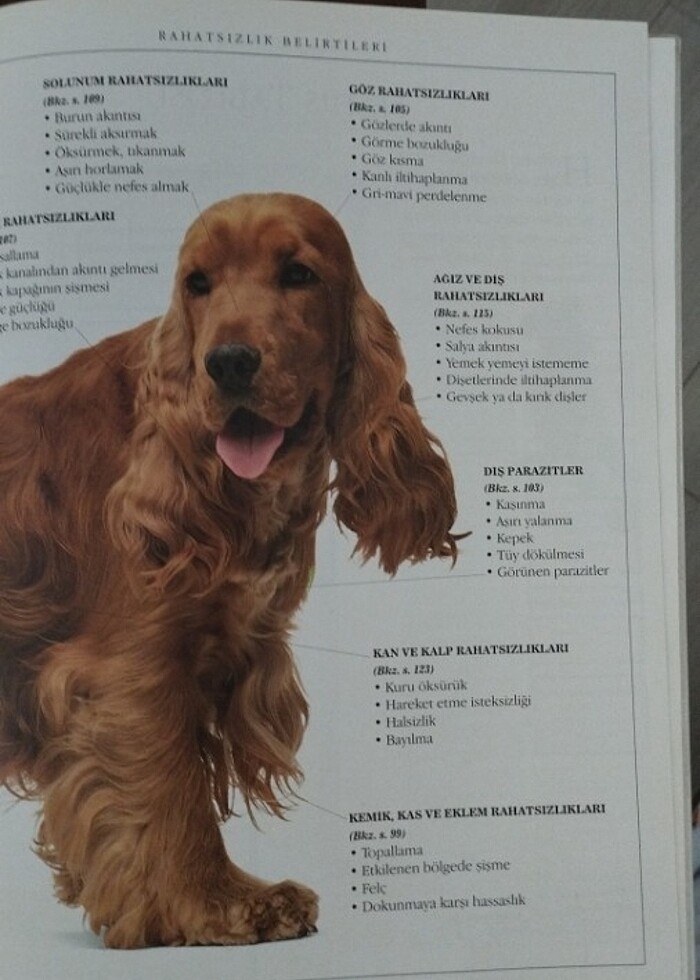 Köpek Bakımı - Görsel 4