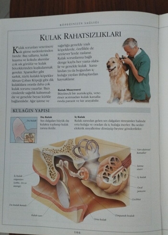 Köpek Bakımı - Görsel 5