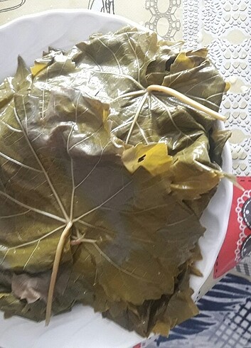 Manisa yapragi 