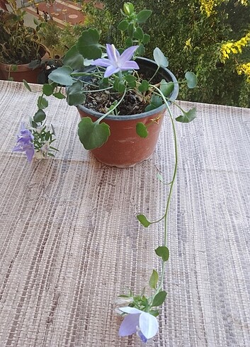  Beden Canlı çiçek 
