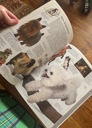 Köpekler Görsel Kitap - Görsel 3