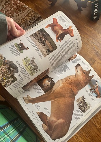 Köpekler Görsel Kitap - Görsel 10