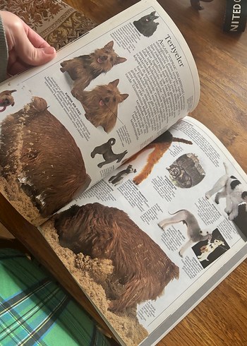 Köpekler Görsel Kitap - Görsel 4