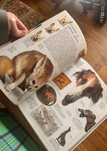 Köpekler Görsel Kitap - Görsel 8