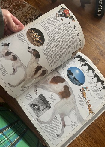 Köpekler Görsel Kitap - Görsel 5