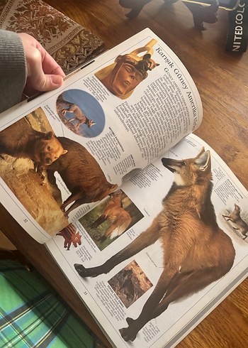 Köpekler Görsel Kitap - Görsel 9