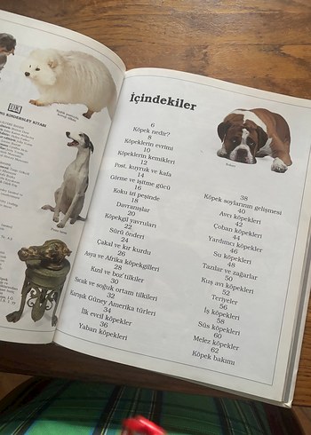 Köpekler Görsel Kitap - Görsel 7