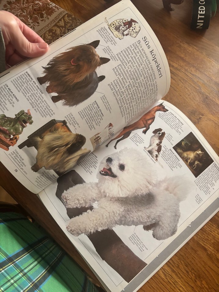 Köpekler Görsel Kitap - Görsel 3