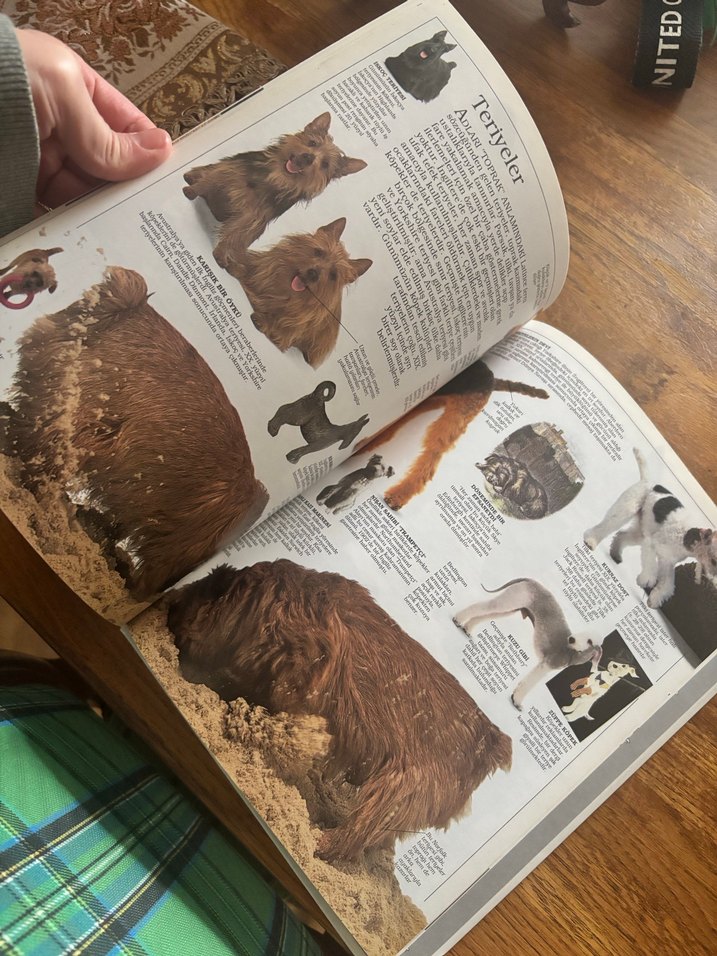 Köpekler Görsel Kitap - Görsel 4