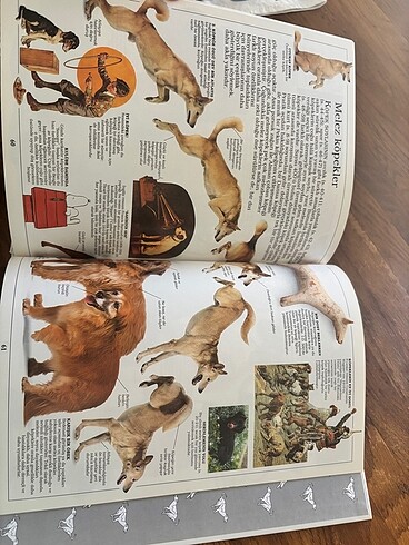 Beden Renk Köpekler kitabı