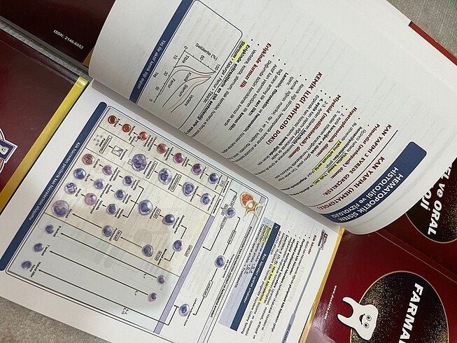 Beden Renk Dusdata şampiyonlar notu