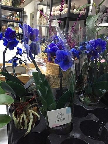 Mavi orkide