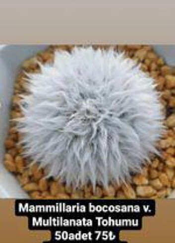 Tohum
