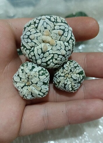 Kaktüs 