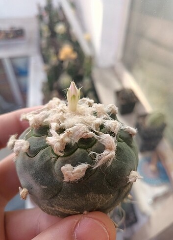 Kaktüs 