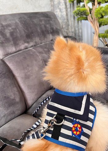 Diğer Köpek göğüs tasması