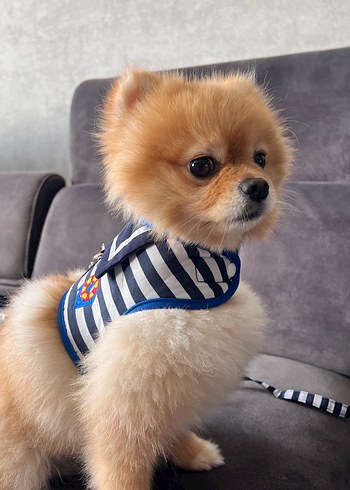 Köpek göğüs tasması