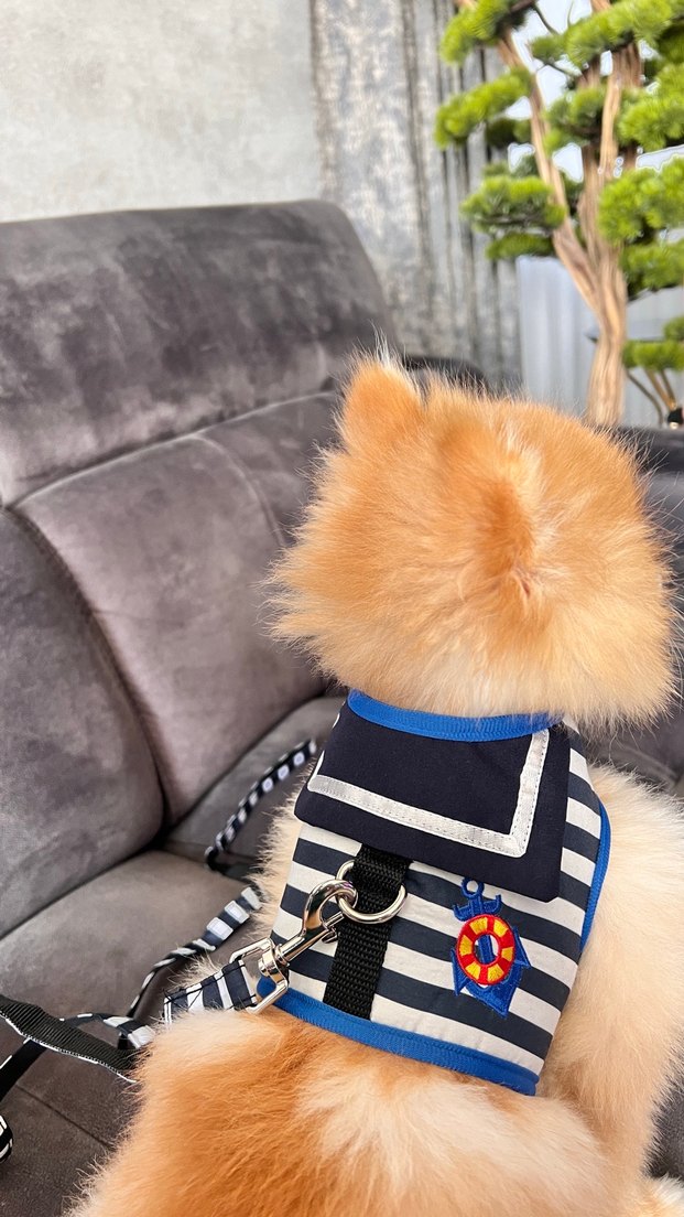 Köpek göğüs tasması - Görsel 2