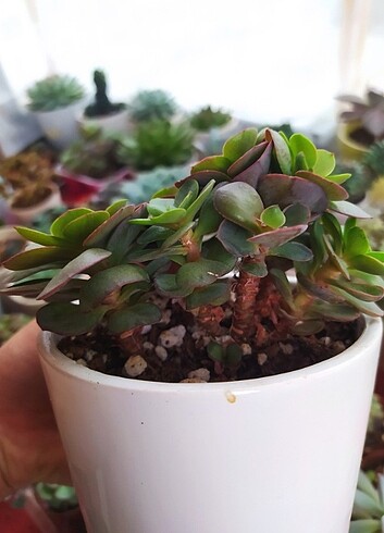 Sukulent echeveria suyon 