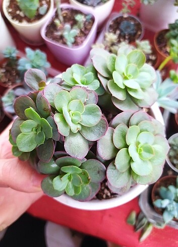Diğer Sukulent echeveria suyon 