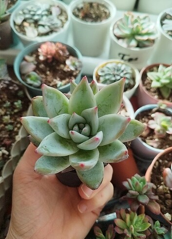  Beden yeşil Renk Echeveria colorata 