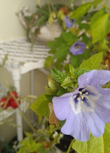 Lila çiçeği ( Nicandra )