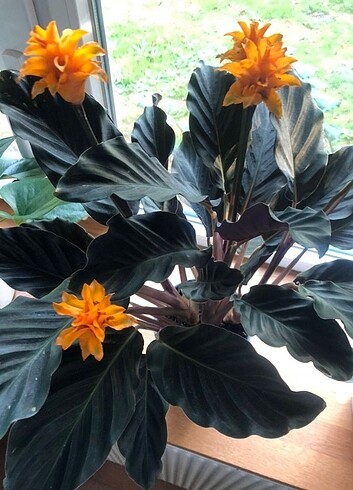Diğer Calathea crocata bitkisi 