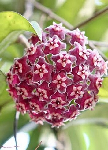  Hoya pubicalyx red button - Kokulu mum çiçeği 