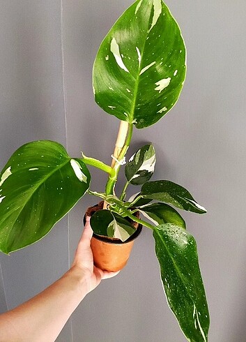 Philodendron white wizard