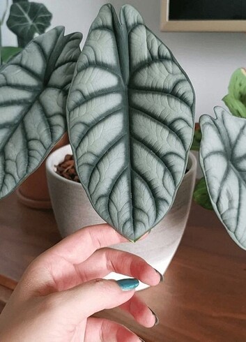 Alocasia Silver Dragon 