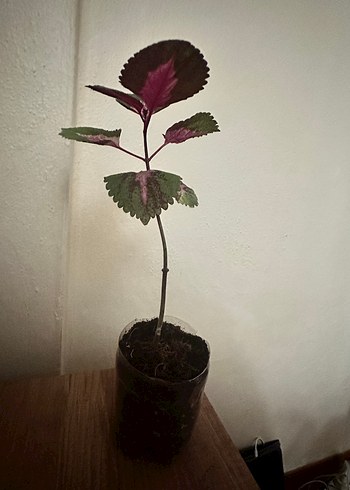 Mor Yapraklı Saksı Bitkisi - Görsel 5