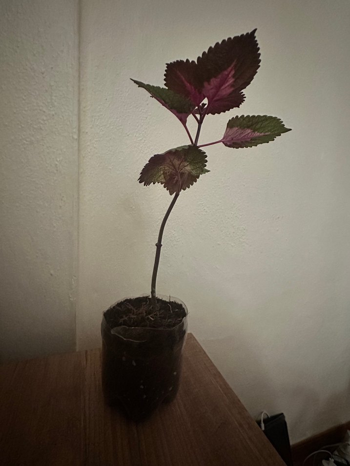 Mor Yapraklı Saksı Bitkisi - Görsel 3