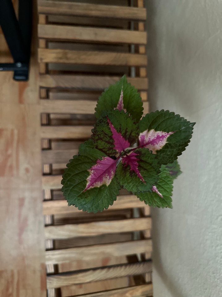 Mor Yapraklı Saksı Bitkisi - Görsel 2