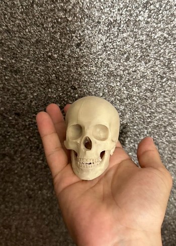 Kuru kafa kafatası scull