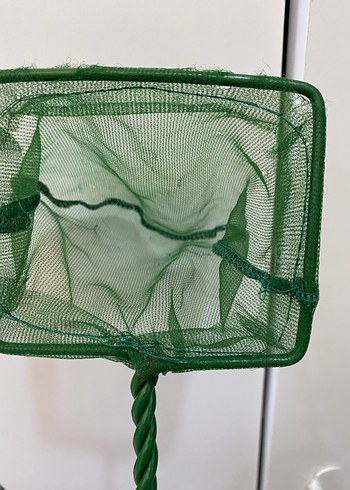 Yeşil Kedi Balıkçı Filesi - Görsel 3