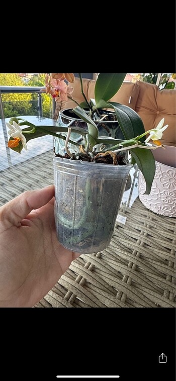 Ikea Phal. Minimark