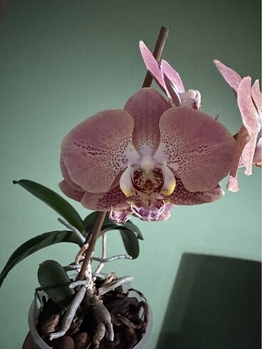 Phal. Leco fantastic