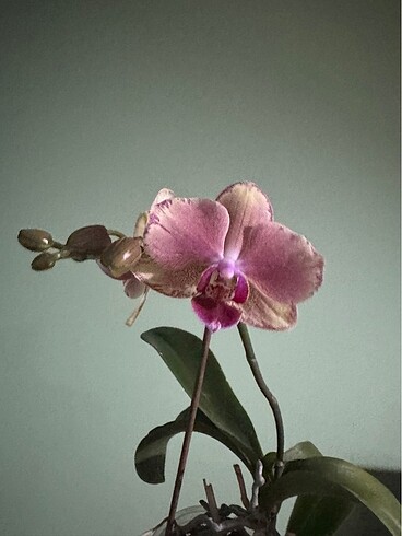 Phal. Pirate picotee