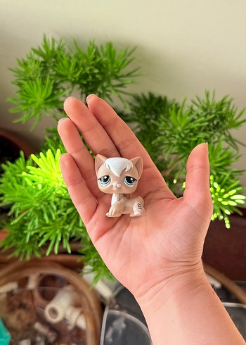 LMS Bej Kedi Miniş