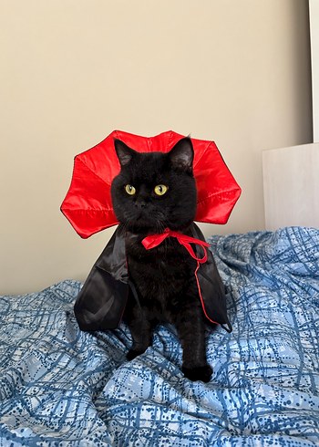 kedı kostumu vampir - Görsel 2