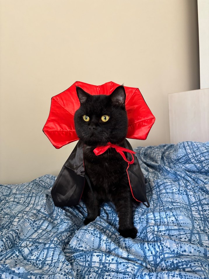 kedı kostumu vampir - Görsel 2