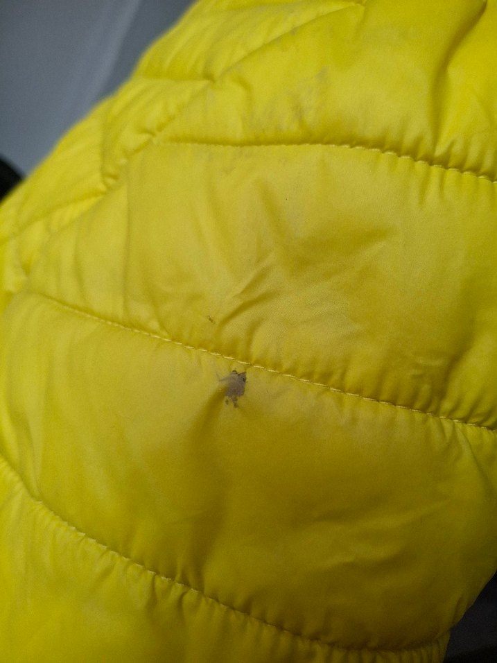 Sarı Slimfit Mont - Görsel 3