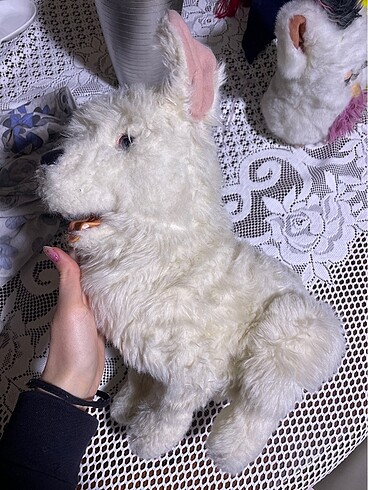 Diğer Pil kısmı hasarlı köpek