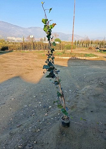 Çiçek Koyu Renkli Haki Aksiyon Figürü( hedera sarmaşık)