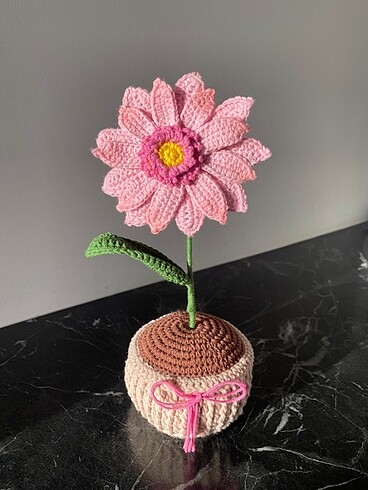 Saksıda gerbera ????