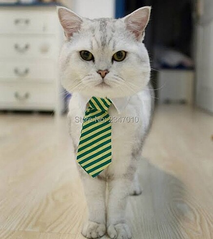 Kedi tasması