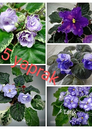 Diğer 7 adet menekşe yaprağı
